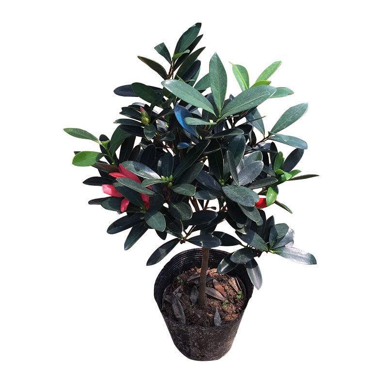 四季红山茶花阳台包邮盆栽小苗