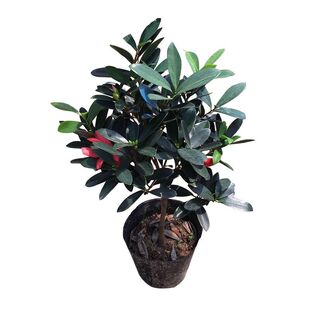名贵茶花四季杜鹃茶红山茶花盆栽小苗室内庭院阳台绿植花卉包邮