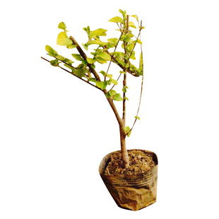 榆树苗 金叶榆树苗 中华金叶榆 速生金叶榆行道树庭院绿化苗