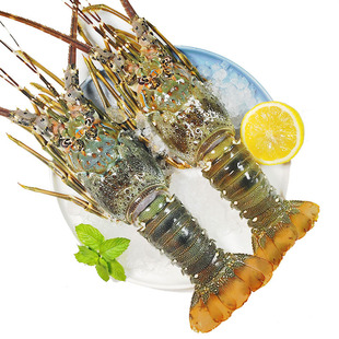 小青龙鲜活东山岛野生大青龙虾速冻大龙虾200-500克一只