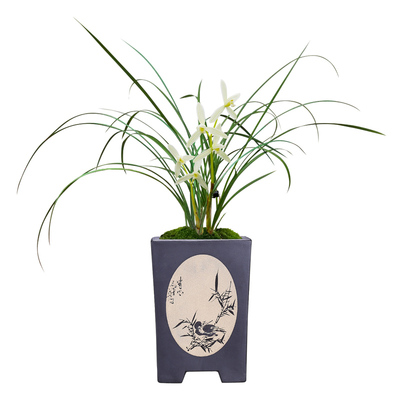 艾莹兰花苗带花苞阳台好养花卉