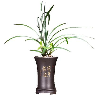 春兰老八种龙字好养盆栽