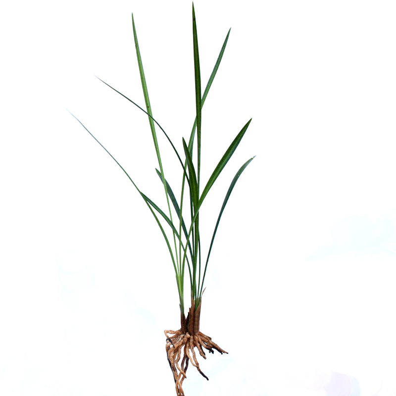 细叶寒兰直立叶冬天带花苞精选花