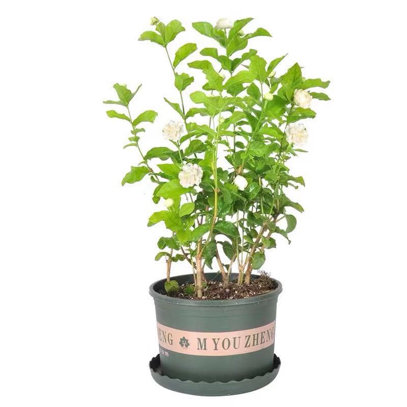 新品种重瓣圆叶宝珠茉莉花盆栽芳香浓郁虎头茉莉宝珠小荷花带花苞