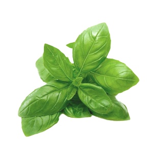 【老一生鲜】罗勒叶 新鲜 食用250g甜罗勒叶欧罗西餐香料青酱罗勒