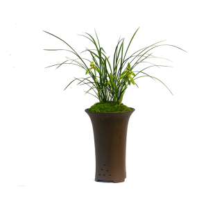 兰花金边春兰皎月带花苞浓香型易养活花卉绿植室内盆栽易花美观名