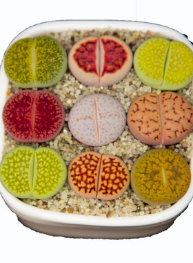 山东南非生石花混组合多肉植物