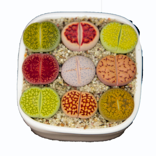 山东直发南非生石花盆栽多肉植物混组合屁屁彩色PP含盆土新手套餐