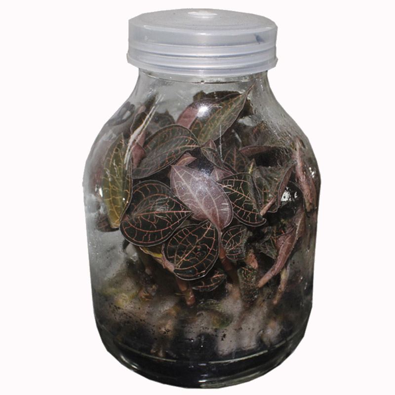 金线莲大叶品种种植瓶苗旺好盆栽