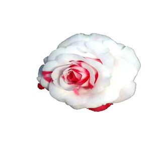 吉普赛女郎茶花盆栽嫁接复色室内外名贵四季绿植花卉包邮