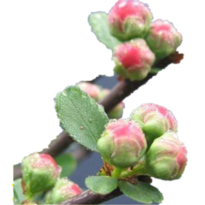 绿植树苗盆栽开花木瓜海棠