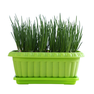 红葱头火葱红头葱干葱头 四季小香葱头油葱酥种植新鲜1斤