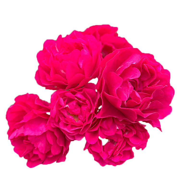四季红木香甜蜜红木香花苗黄木香庭院爬藤花卉植物花量大香味浓郁
