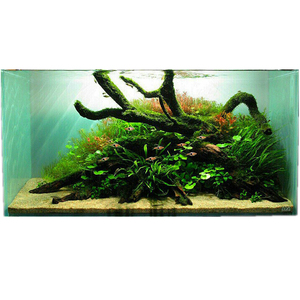 莫斯棒状条子沉木懒人活体水草造景新手入门水草水族鱼缸造景装饰
