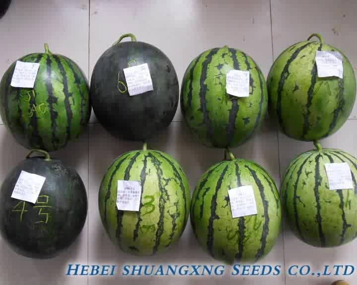 Hybrid Giant Watermelon Seeds For Sale Buy Deep Green Skin Watermelon