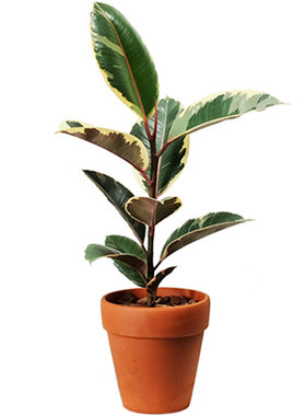 坦尼克橡皮树高颜值锦化植物易养