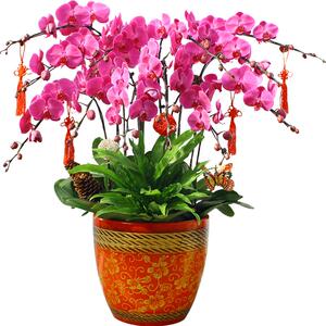 蝴蝶兰盆栽带花开业前台送礼品真鲜花卉绿植年宵高档室内植物