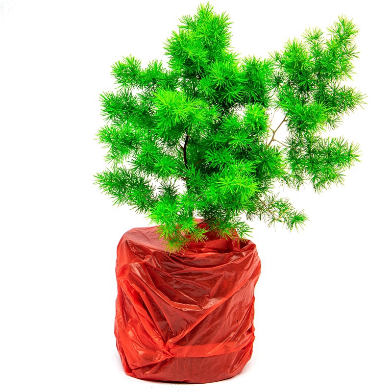 绿植去甲醛生肖猴桌面蓬莱松盆栽