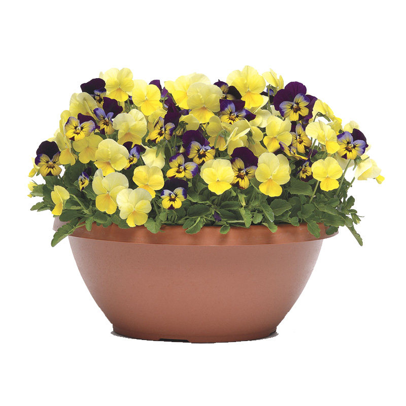 角堇花苗 3棵起拍果汁冰糕耐寒花卉庭院花坛窗台吊篮盆栽花卉秋冬