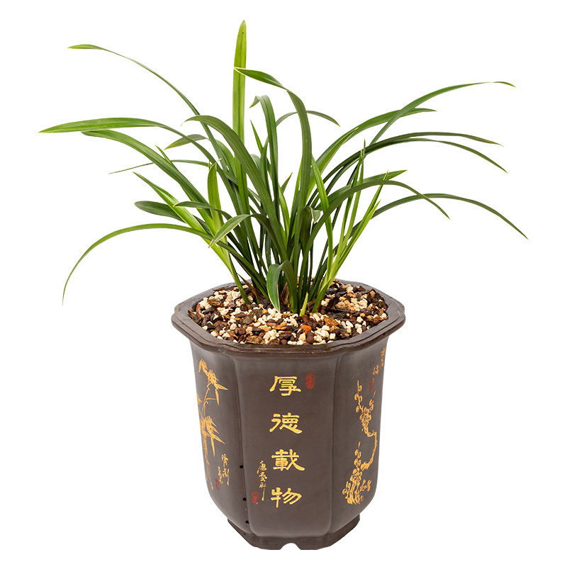 花苗盆栽阳台金边兰草