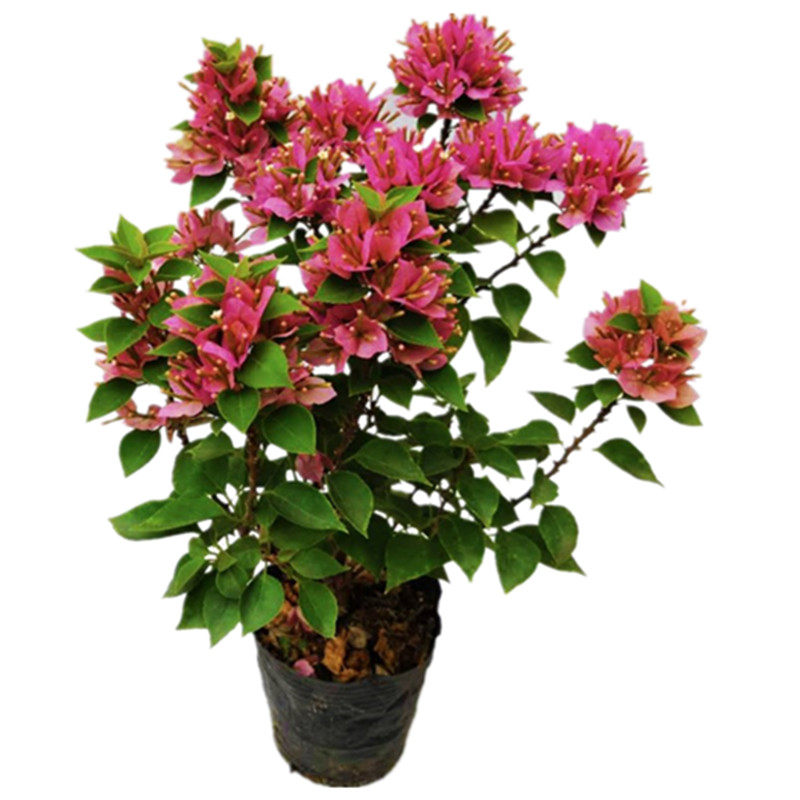 盆栽 三角梅盆栽 花苗 带花发货 春秋开花 大苗 小叶橙塔