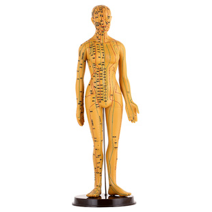 理月针灸穴位人体模型中医男女全身经络小铜人可扎针推拿人模图
