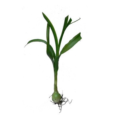 青药干粉可加白花蛇舌草干叶子