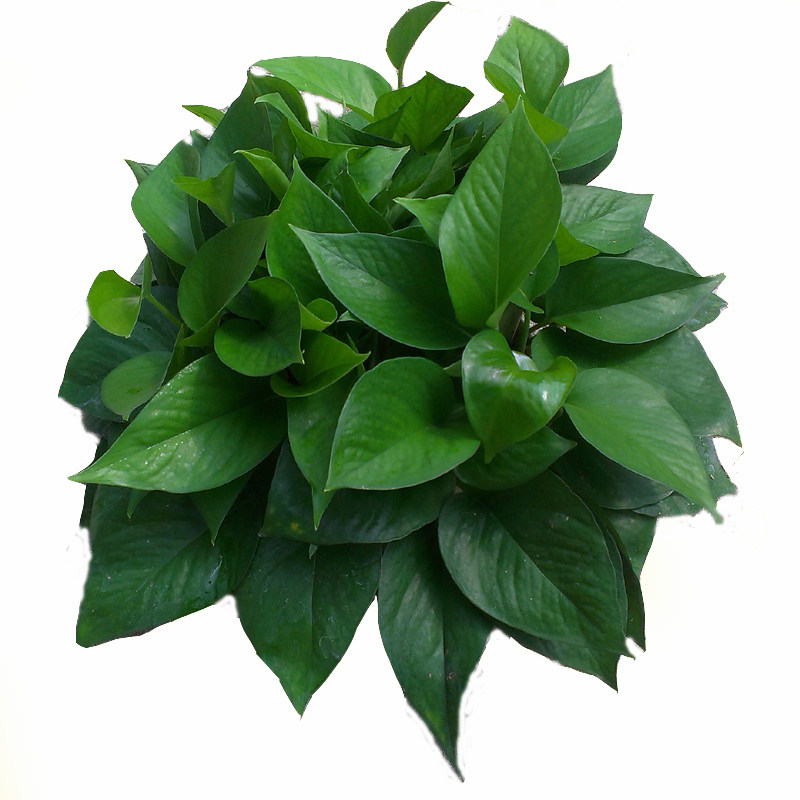 整箱销售吸甲醛植物发货包邮绿萝