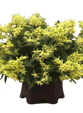 铁皮石斛兰花水生桌面小盆栽绿植