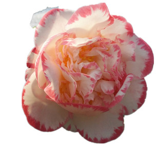 宽彩带茶花苗又名女皇二号名贵山茶花苗花卉盆栽热卖包邮