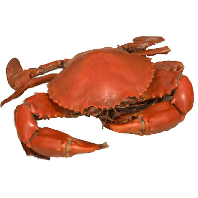 满膏红膏青蟹鲜活公蟹肉蟹海鲜水产猷蠓红鲟包活包肥净重2斤3-4只
