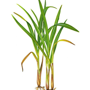 进口20ml爪哇香茅草单方精油citronella香薰驱蚊手工皂