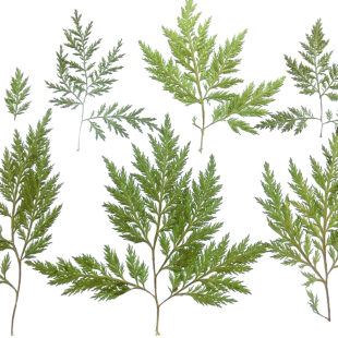 真树叶唐松草青蒿乌厥千鸟叶千层金香瑾枝叶水杉橄榄叶树叶画材料