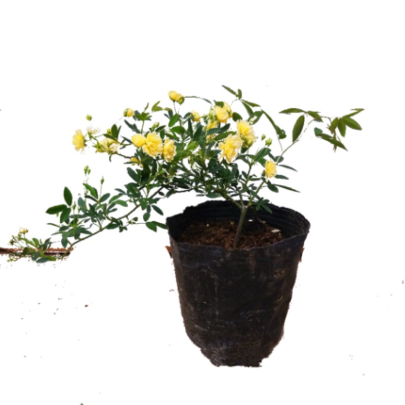 木香花苗爬藤植物庭院四季花卉