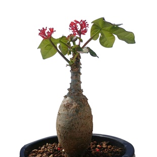 佛肚海棠花卉红花珊瑚油桐树 好养阳台庭院盆栽多肉观茎植株