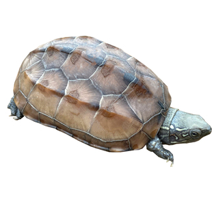 小乌龟活物金线草龟观赏宠物龟外塘深水龟可孵化皖南中华草龟幼苗