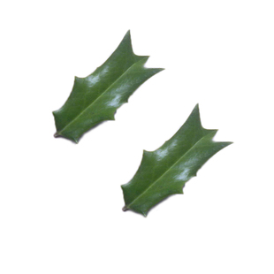 新鲜枸骨树叶老鼠刺叶猫儿刺枸骨叶十大功劳叶八角刺根枝枸骨盆景