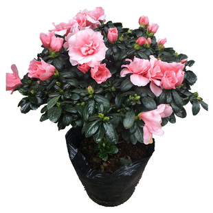 杜鹃花盆栽小桃红杜鹃花杨梅红杜鹃花四季开花带花苞室内客厅花卉