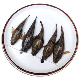鲜活食用新鲜野外淡水沙塘鳢虎头痴古呆子鱼土布财鱼石斑非笋壳鱼