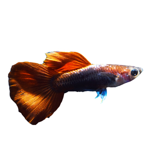 巴西红扇孔雀鱼 小型热带淡水观赏鱼缸活体宠物褶扇凤尾小巴西