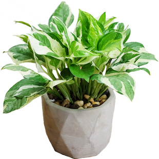 白金葛雪花葛花叶油画绿萝植物盆栽室内办公室净化空气耐阴垂藤