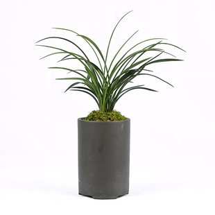 花卉兰花春兰老八种宋梅 汪字 万字 龙字 老十圆小打梅贺神梅桂圆