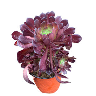 高端法师万圣节锦沙拉碗多头黑法师黑桐壶缀化老桩盆栽多肉植物