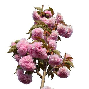 日本樱花树苗庭院绿化盆栽地栽晚樱树苗别墅名贵大型四季风景树