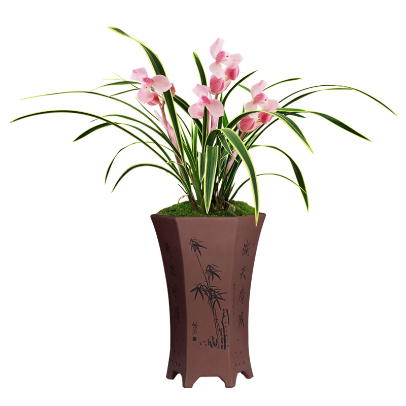 艾莹兰花苗 建兰粉花紫薇粉荷 夏带花苞出售好养有香味的花卉盆栽