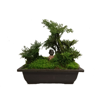 九死还魂草盆栽绿植卷柏老桩四季常青不死植物假山植物