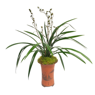 刘阁兰花 精品墨兰报岁兰花苗 大屯麒麟 现带浓香奇花苞出售好养