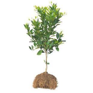 明日见柑橘苗 嫁接柑桔树 阿斯蜜 甘平 高糖柑橘新品 四川果树苗