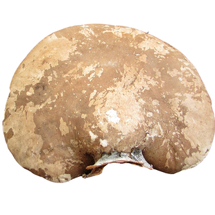 野生白灵芝 玉芝 长白山东北灵芝 白边层孔菌 250克 可切片打粉