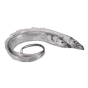 野生东海舟山带鱼鲜活新鲜石浦海鲜水产刀鱼特大号带鱼3斤2条